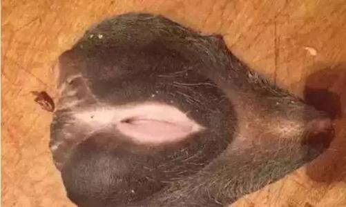 牛歡喜是牛的哪個(gè)部位?為什么那么多廣東人喜歡吃母牛生殖器究竟吃了有什么功效