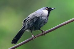 黑喉噪鹛：中國(guó)著名籠養(yǎng)鳥(niǎo)，群體性強(qiáng)