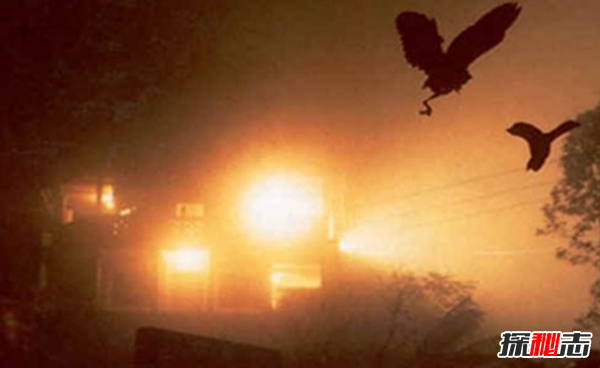 動(dòng)物中十大奇特有趣的現象,第四種動(dòng)物能提前感覺(jué)地震