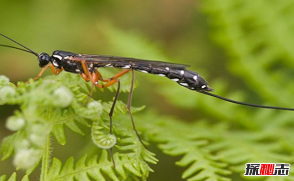 動(dòng)物中十大奇特有趣的現象,第四種動(dòng)物能提前感覺(jué)地震