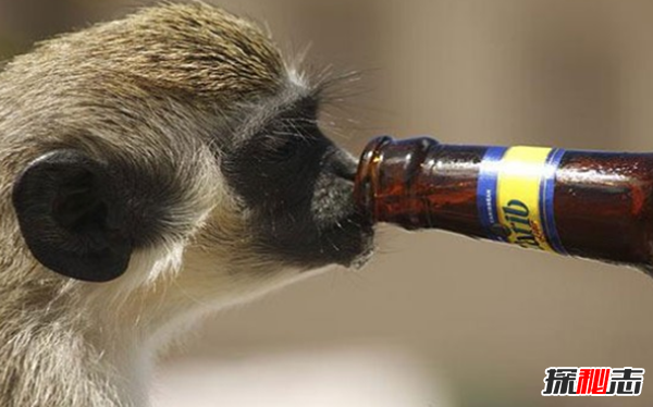 動(dòng)物中十大奇特有趣的現象,第四種動(dòng)物能提前感覺(jué)地震