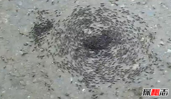 動(dòng)物中十大奇特有趣的現象,第四種動(dòng)物能提前感覺(jué)地震