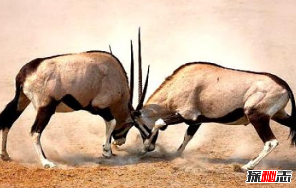 動(dòng)物中十大奇特有趣的現象,第四種動(dòng)物能提前感覺(jué)地震