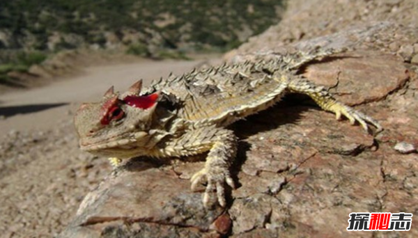 動(dòng)物中十大奇特有趣的現象,第四種動(dòng)物能提前感覺(jué)地震