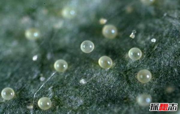 動(dòng)物中十大奇特有趣的現象,第四種動(dòng)物能提前感覺(jué)地震