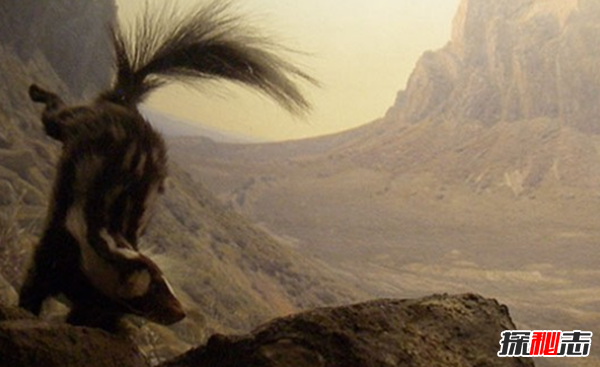 動(dòng)物中十大奇特有趣的現象,第四種動(dòng)物能提前感覺(jué)地震