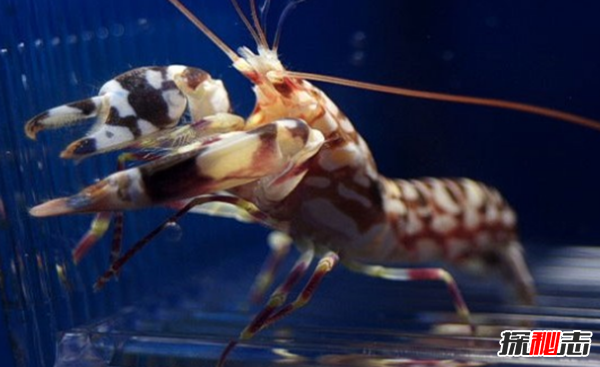 動(dòng)物中十大奇特有趣的現象,第四種動(dòng)物能提前感覺(jué)地震