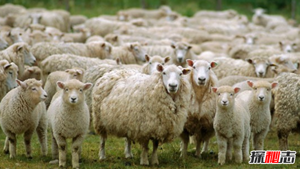 動(dòng)物中十大奇特有趣的現象,第四種動(dòng)物能提前感覺(jué)地震