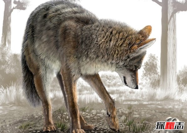 郊狼與狼有什么區別?關(guān)于郊狼的10大科普知識