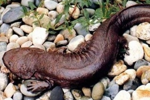 娃娃魚(yú)，學(xué)名叫大鯢,又叫作人魚(yú)