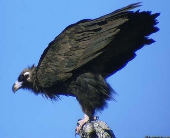 禿鷲英文名叫Cinereous Vulture，又名禿鷹 狗頭雕 狗頭鷲 座山雕